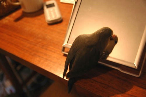 チャッピー