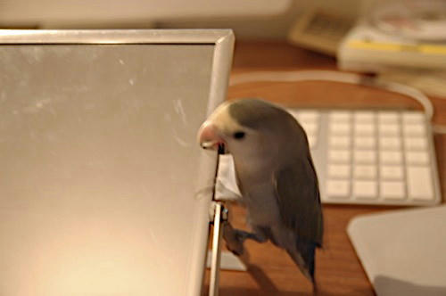 チャッピー