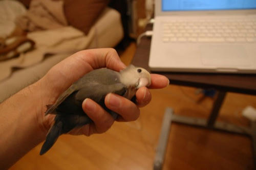 チャッピー