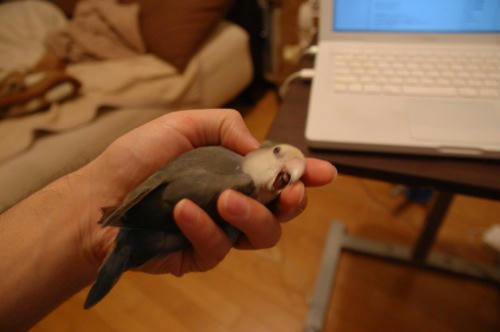 チャッピー