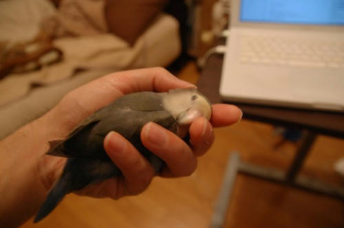 チャッピー