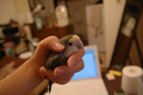 チャッピー