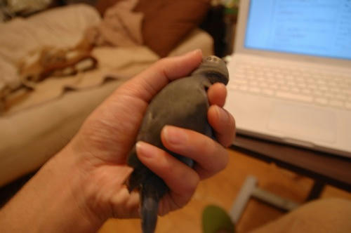 チャッピー
