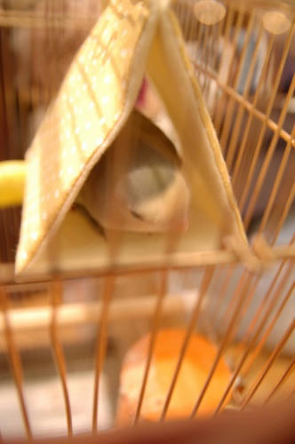 チャッピー