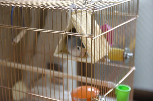 チャッピー