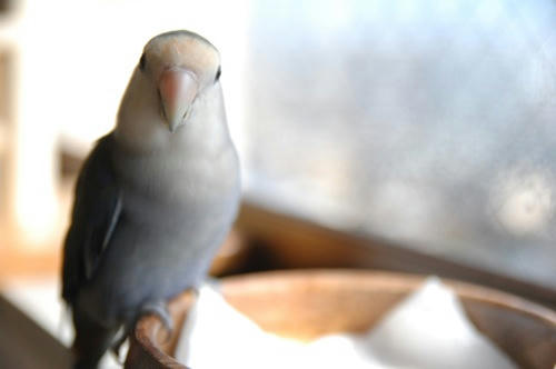 チャッピー