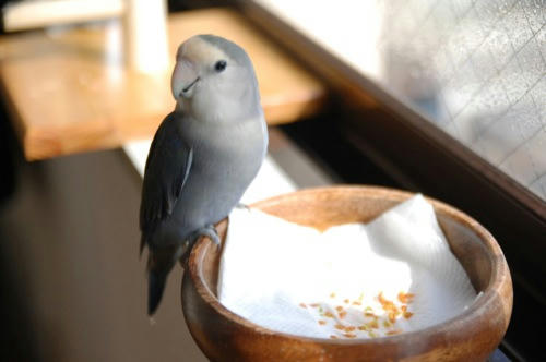 チャッピー