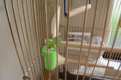 チャッピー