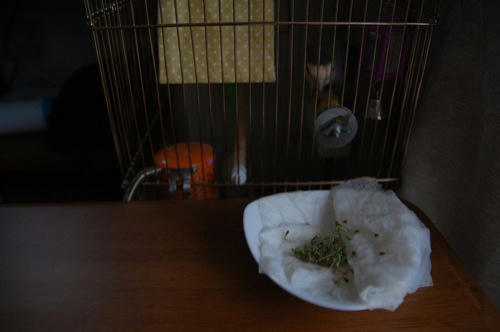 チャッピー