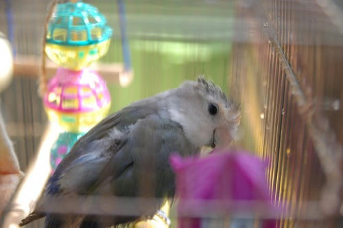 チャッピー