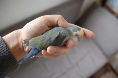 チャッピー