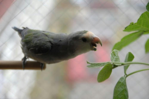 チャッピー