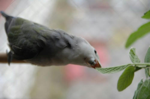 チャッピー