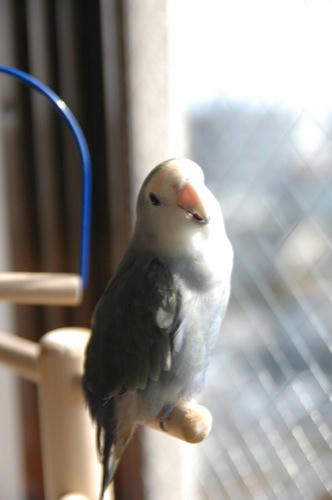 チャッピー