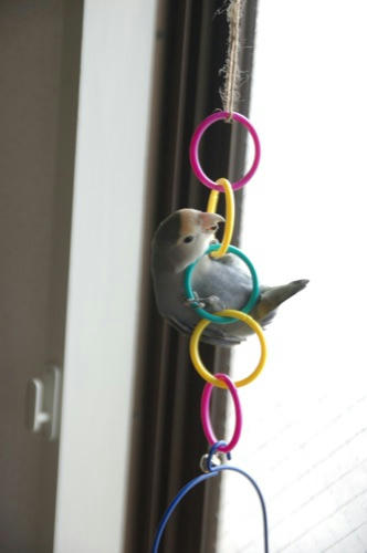 チャッピー