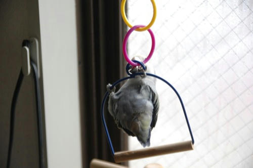 チャッピー