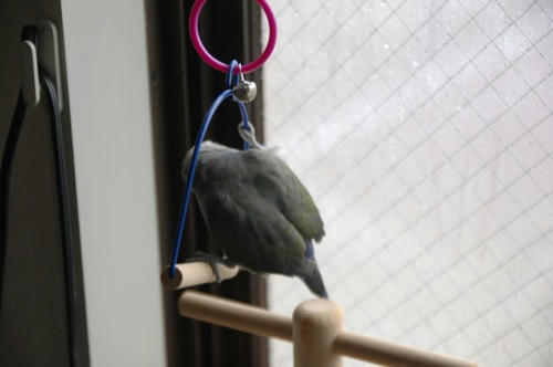 チャッピー