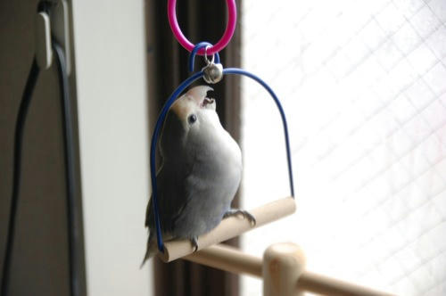 チャッピー
