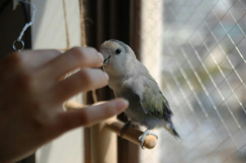 チャッピー