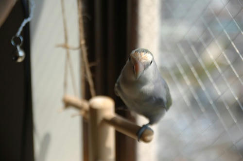 チャッピー