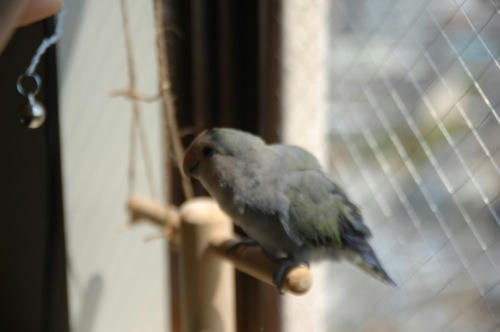 チャッピー