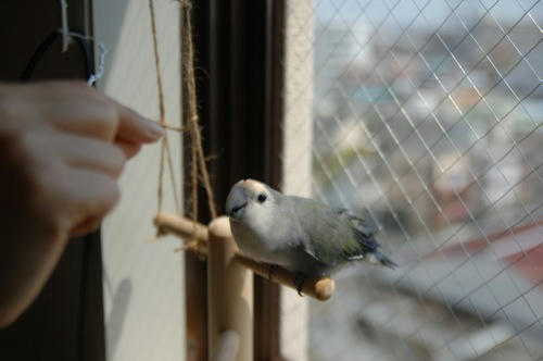 チャッピー