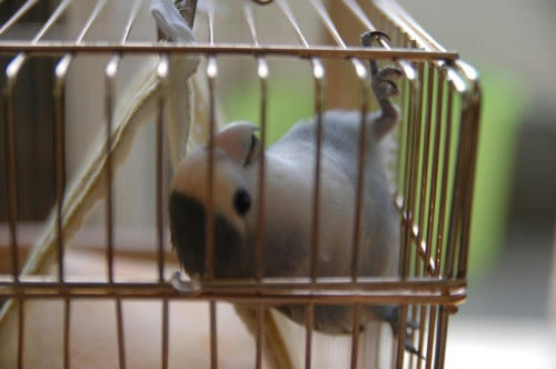 チャッピー