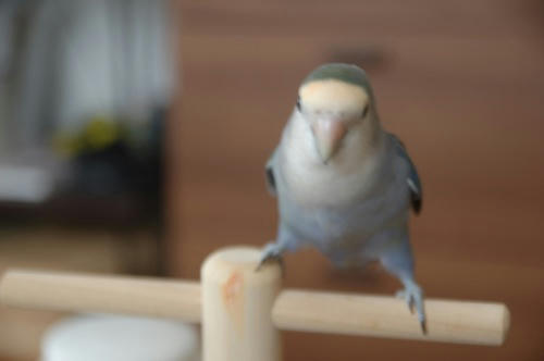 チャッピー