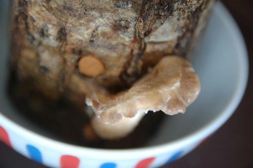 チャッピー ベランダ菜園