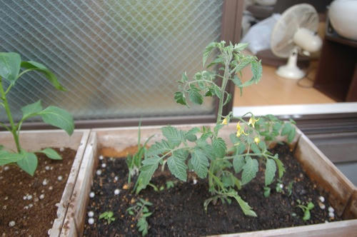 チャッピー ベランダ菜園