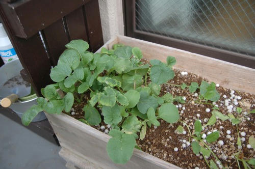 チャッピー ベランダ菜園