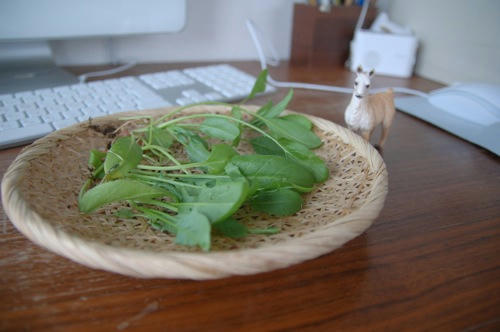 チャッピー ベランダ菜園