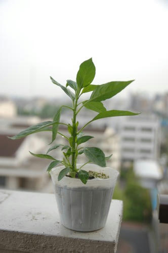 チャッピー ベランダ菜園