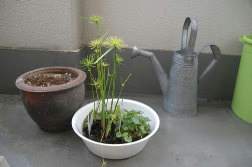 チャッピー ベランダ菜園