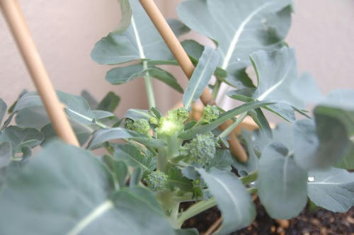 チャッピー ベランダ菜園