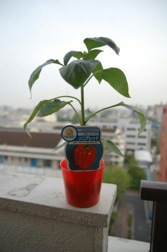 チャッピー ベランダ菜園