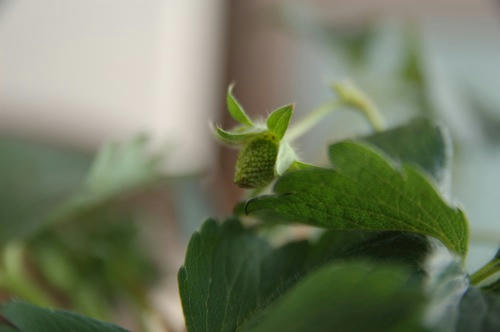 チャッピー ベランダ菜園