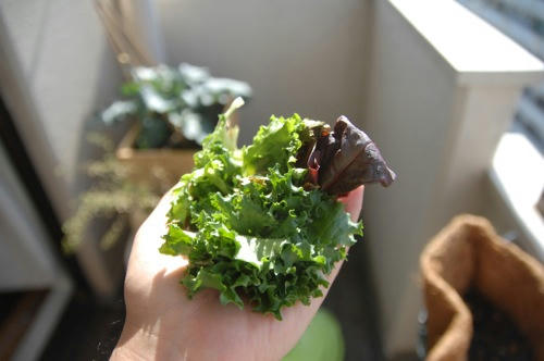 チャッピー ベランダ菜園