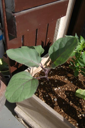 チャッピー ベランダ菜園