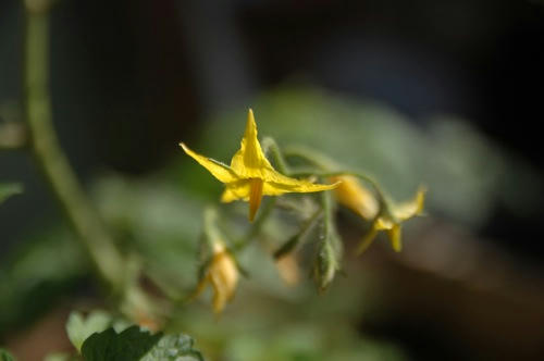 チャッピー ベランダ菜園