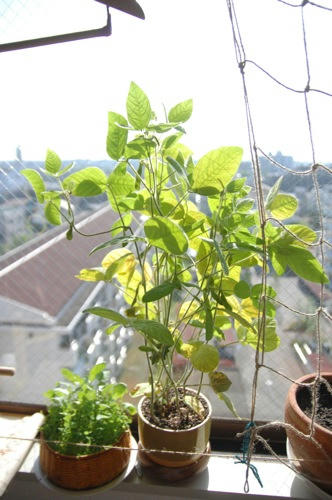 チャッピー ベランダ菜園