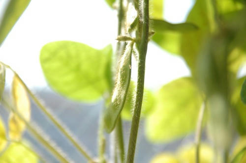 チャッピー ベランダ菜園