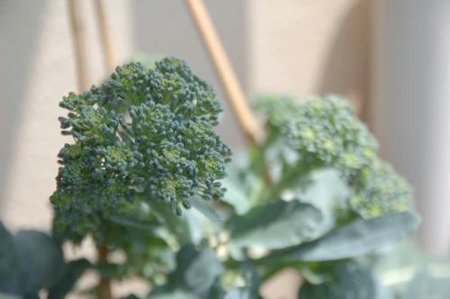 チャッピー ベランダ菜園