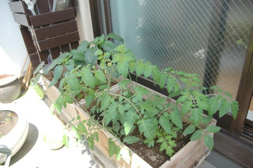 チャッピー ベランダ菜園