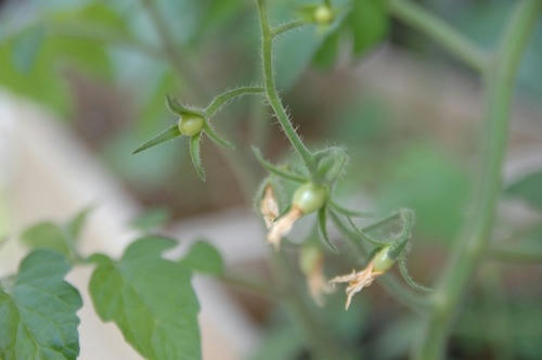 チャッピー ベランダ菜園