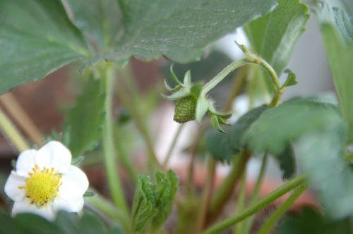 チャッピー ベランダ菜園