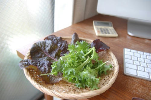 チャッピー ベランダ菜園