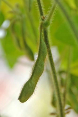 チャッピー ベランダ菜園