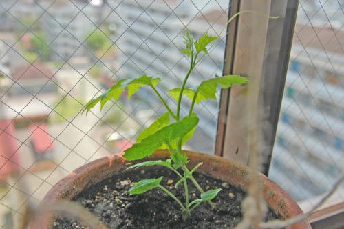 チャッピー ベランダ菜園