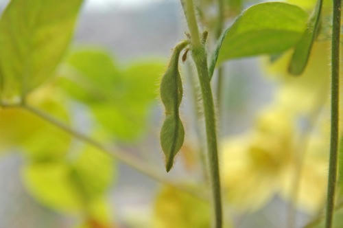 チャッピー ベランダ菜園